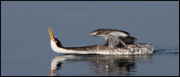 LOONS AND GREBES